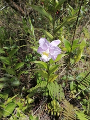 Sobralia warszewiczii image