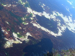 Ulvaceae