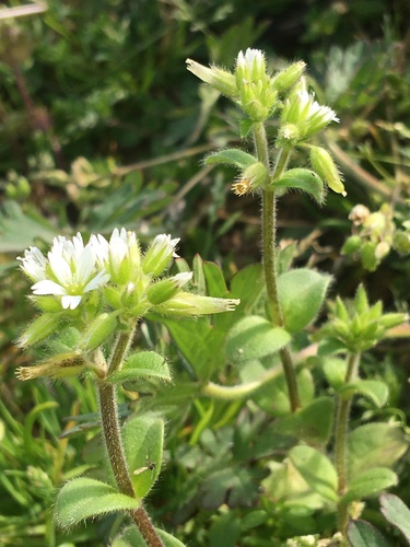Cerastium glomeratum