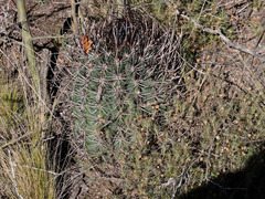 Echinopsis leucantha