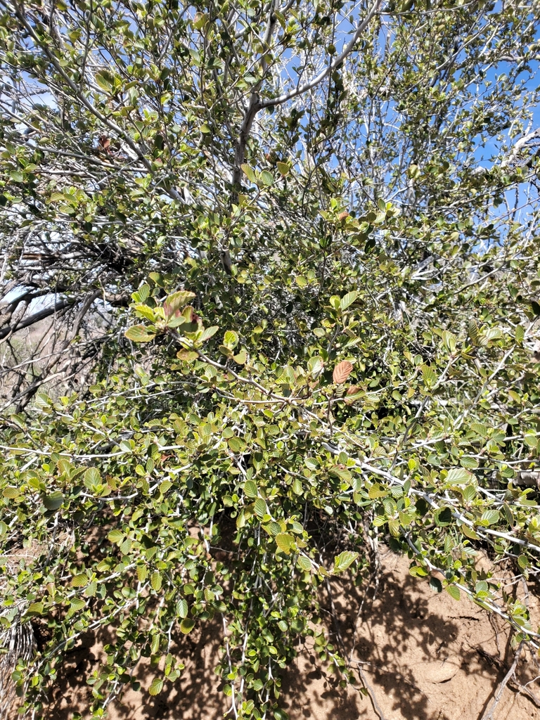 Birchleaf Mountain Mahogany from Phelan, CA 92371, USA on March 26 ...