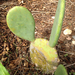 Opuntia ellisiana - Photo 由 Rebecca Cowser 所上傳的 (c) Rebecca Cowser，保留部份權利CC BY-NC