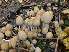 Coprinellus truncorum
