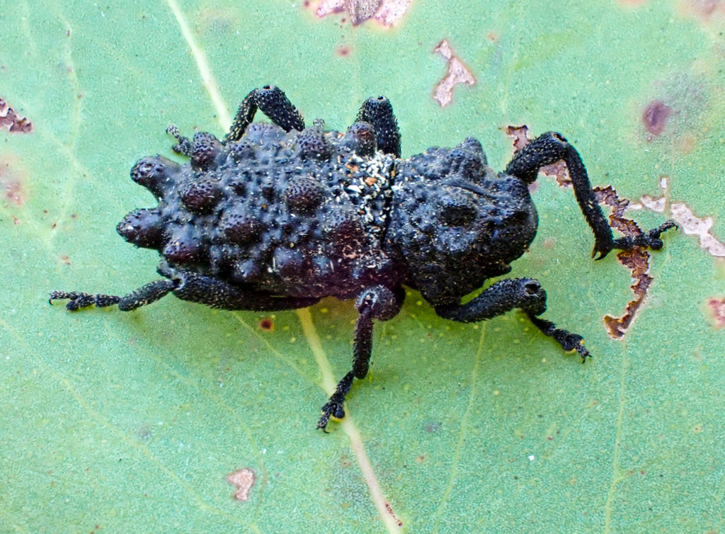 Poropterus corvus
