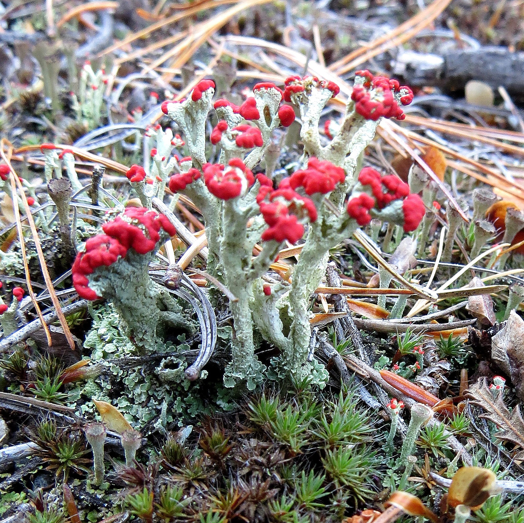 Cladonia cristatella image