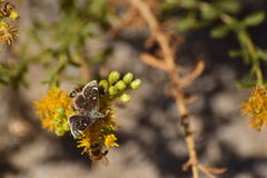 Hesperopsis libya