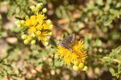 Hesperopsis libya
