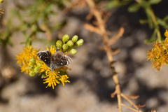 Hesperopsis libya