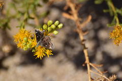 Hesperopsis libya