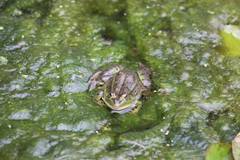 Lithobates montezumae