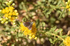 Hesperopsis libya