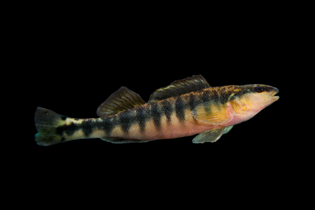 Eastern Blackbanded Darter