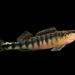 Westfall's Darter - Photo (c) Joshua Rains, some rights reserved (CC BY-NC), uploaded by Joshua Rains