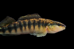 Eastern Blackbanded Darter photo 5