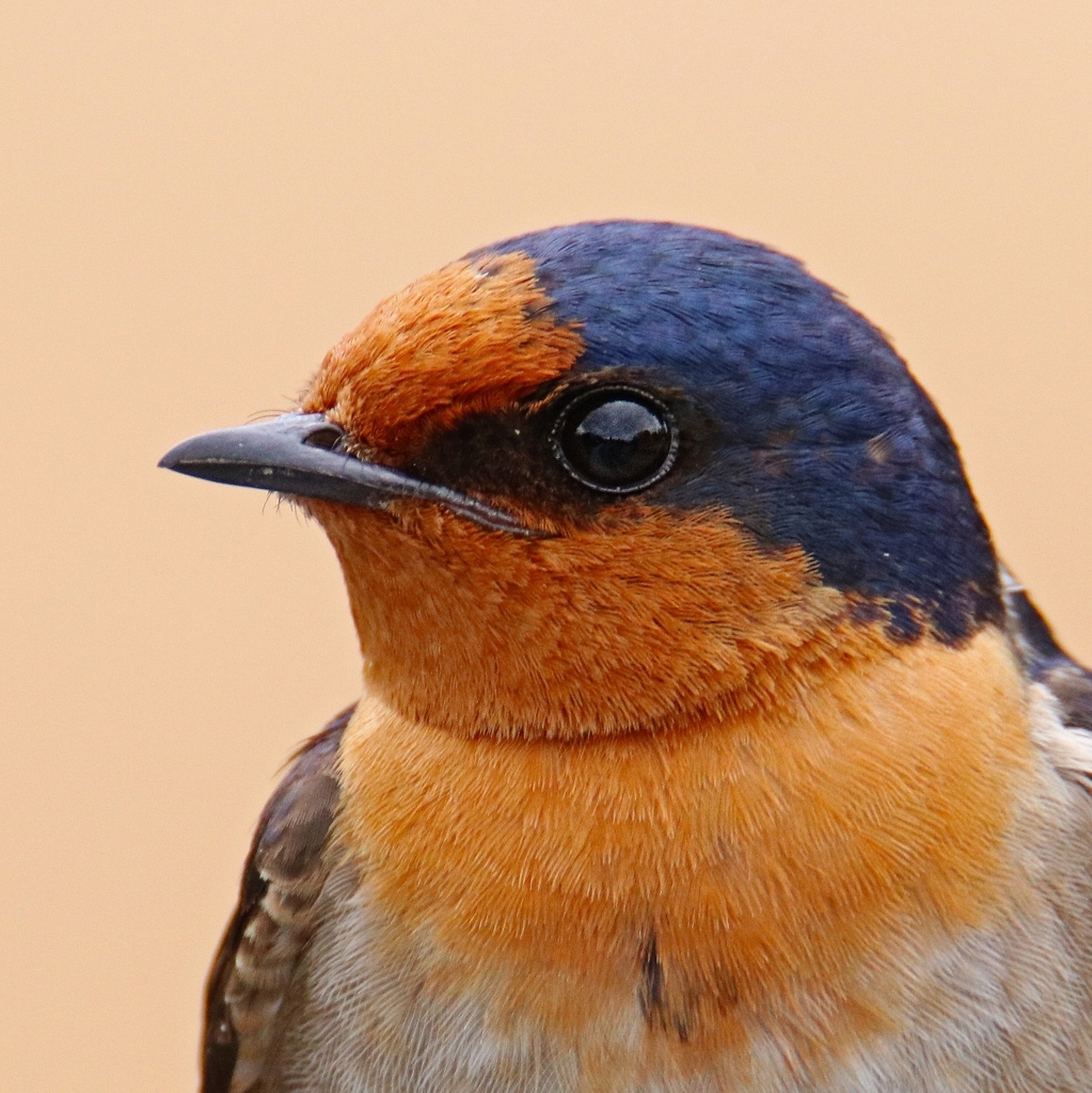Typical Swallows