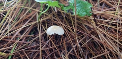 Marasmius delectans