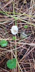 Marasmius delectans