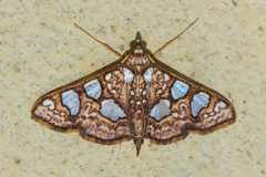 Glyphodes canthusalis