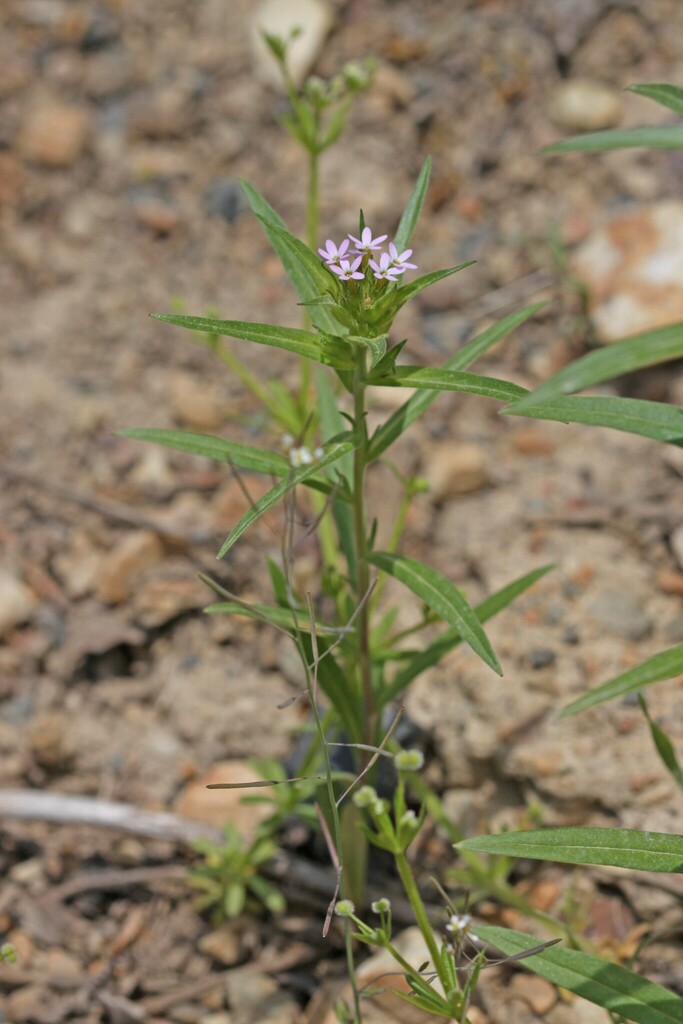 narrow-leaf mountain trumpet