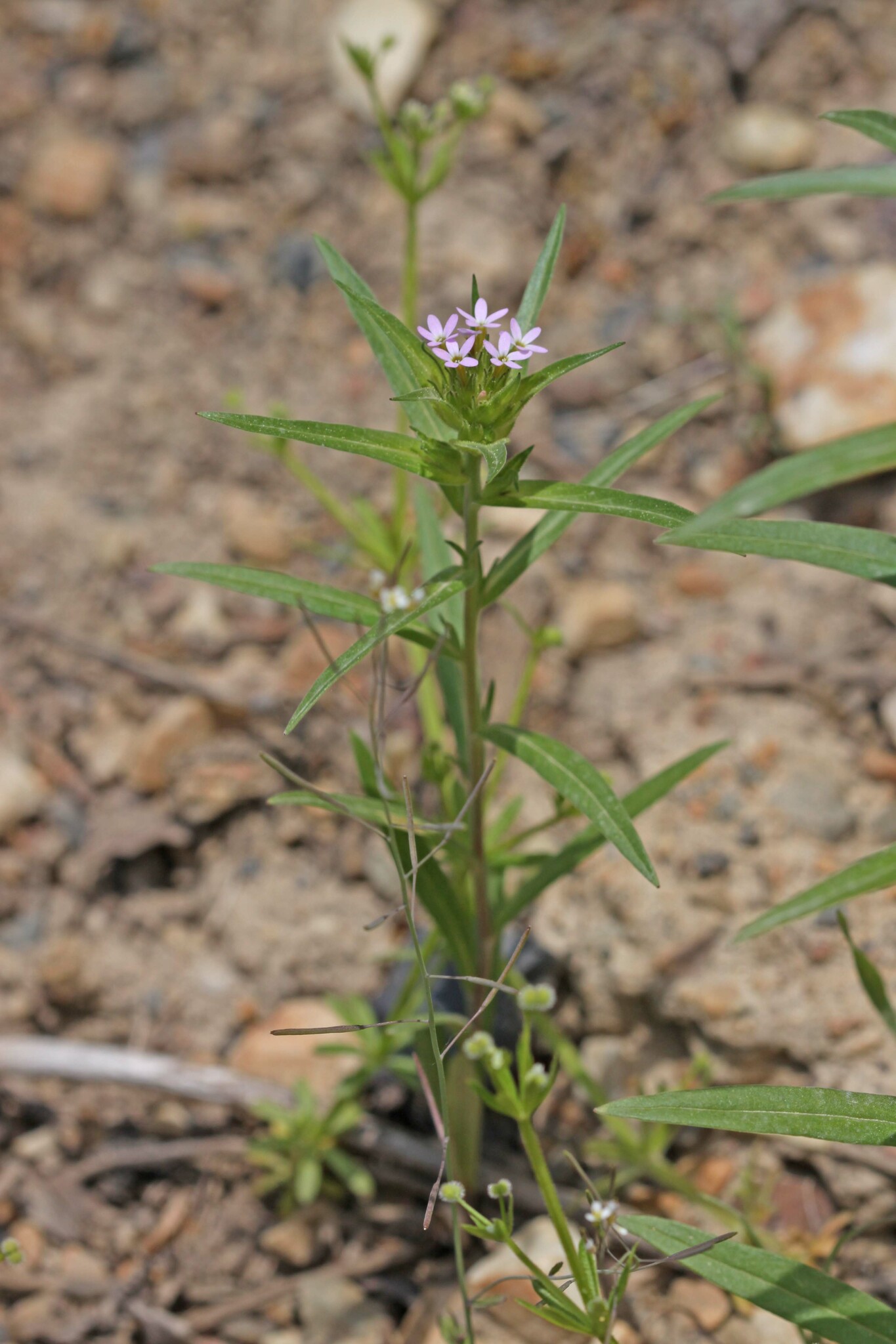 Collomia linearis