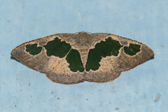 Celenna festivaria