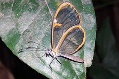 Ithomia