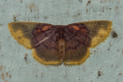 Chrysocraspeda dysmothauma