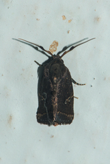Elusa antennata