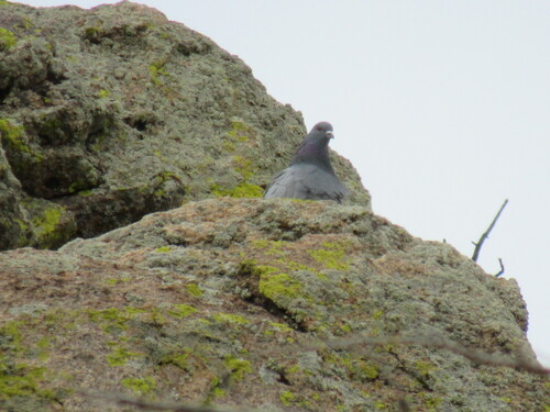 Feral Pigeon photographed in Colorado
