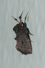 Elusa antennata