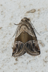 Maliattha separata