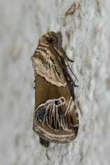 Maliattha separata