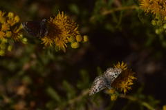 Hesperopsis libya