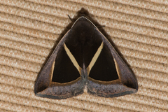 Chalciope mygdon