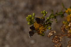 Hesperopsis libya