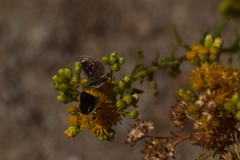 Hesperopsis libya