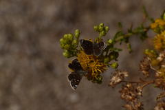 Hesperopsis libya