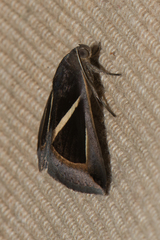Chalciope mygdon