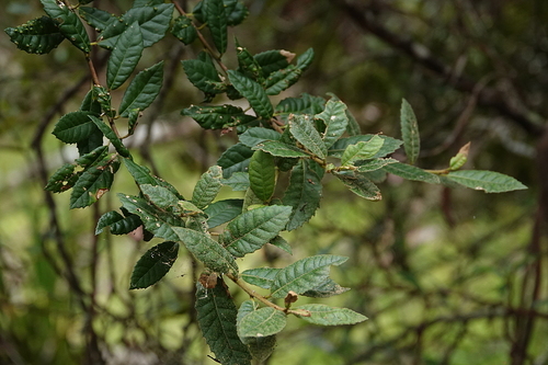 Image of Elaeocarpus holopetalus by (c) Max Campbell, some rights reserved (CC BY)