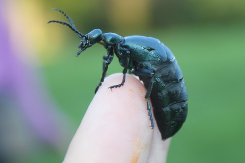 Meloe campanicollis