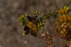 Hesperopsis libya