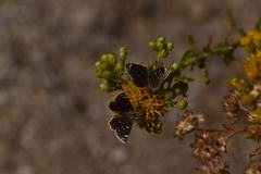 Hesperopsis libya