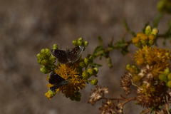 Hesperopsis libya