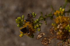 Hesperopsis libya