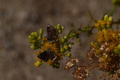 Hesperopsis libya