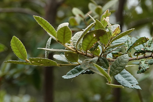 Image of Elaeocarpus holopetalus by (c) Max Campbell, some rights reserved (CC BY)