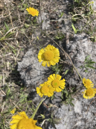 Image of Helenium pinnatifidum by (c) Brandon Corder, some rights reserved (CC BY)