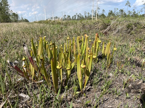 Longleaf Pine Preserve Red Trail