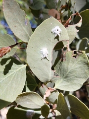 Puto arctostaphyli