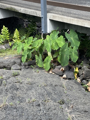 Colocasia esculenta observed 2023-03-26
